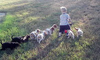 Nicholas and the puppies mow the lawn