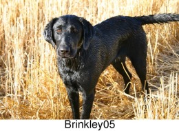 Brinkley