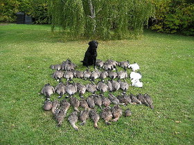 Hawk with birds