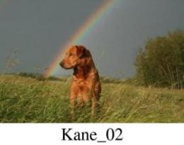 Kane