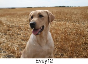 Evey
